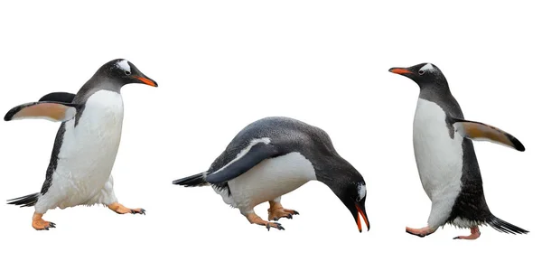Pingüinos Aislados Sobre Fondo Blanco —  Fotos de Stock