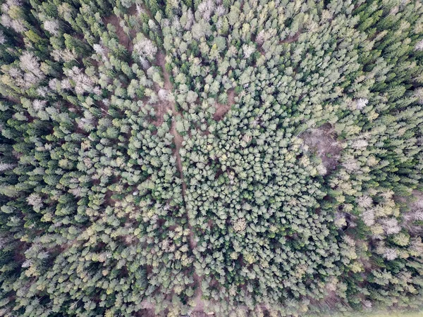 ジャングルの航空写真 — ストック写真