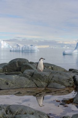 Chinstrap penguin on the rock with reflection in Antarctica clipart