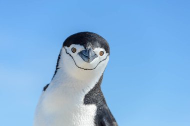 Miğfer penguen Antarktika'daki sahilde yakın çekim