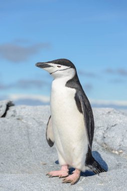 Chinstrap penguin on the beach in Antarctica clipart