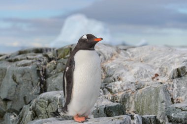 Antarktika karda Gentoo Penguen