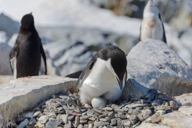 Yumurta Antarktika'daki sahilde olan miğfer penguen
