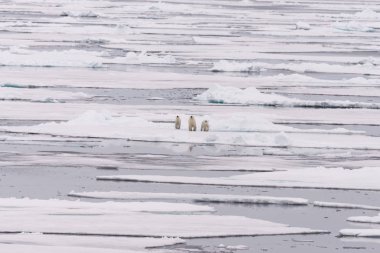 Kutup ayısı (Ursus maritimus) anne ve İki Yataklı yavrularını pack buzda Svalbard Arctic Norveç kuzeyinde