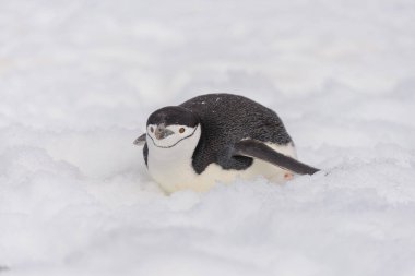 Kar üzerinde sürünen miğfer penguen