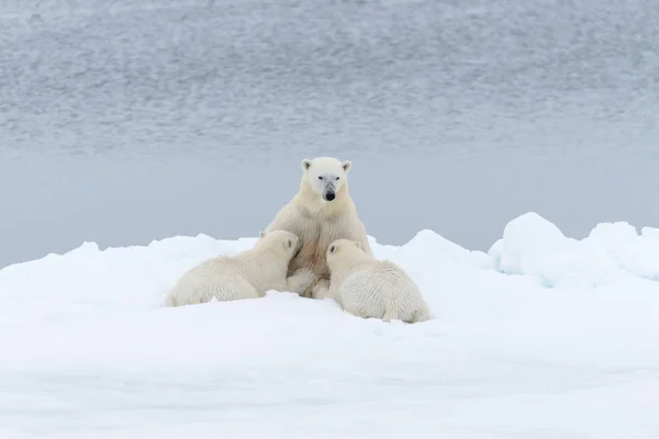 Mãe Urso Polar Alimentando Seus Filhotes Gelo Pacote Norte Svalbard — Fotografia de Stock