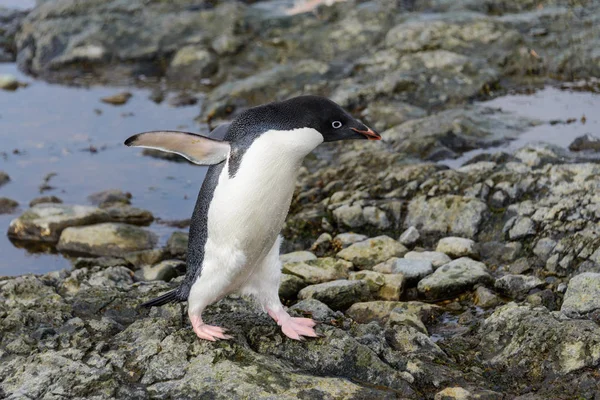 Pingouin Adelie Debout Sur Plage Antarctique — Photo