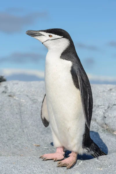 Chinstrap Pingüino Playa Antártida —  Fotos de Stock