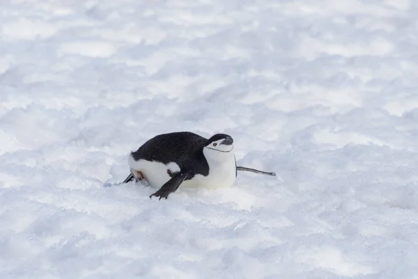 Chinstrap Pingüino Arrastrándose Sobre Nieve —  Fotos de Stock