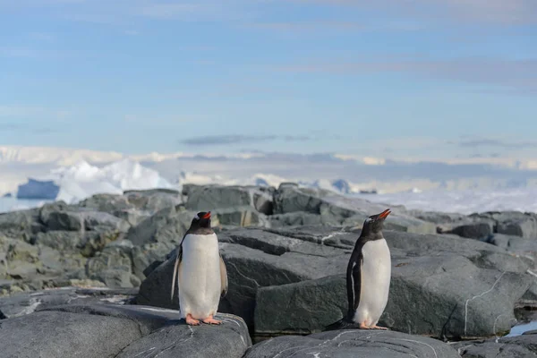 Gentoo Пінгвіна Скелі Антарктиді — стокове фото