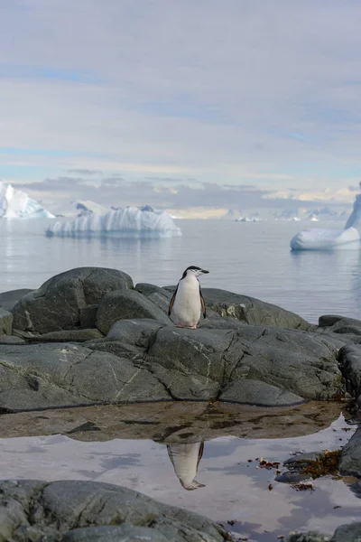 Chinstrap Penguin Rock Reflection Antarctica — Stock Photo, Image