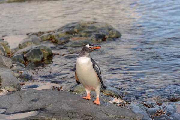 Gentoo Pingouin Dans Eau — Photo