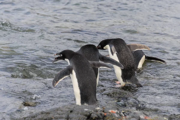 Adéliepinguïns Gaan Water Antarctica — Stockfoto