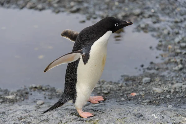 Pinguim Adelie Indo Para Praia Antártida — Fotografia de Stock