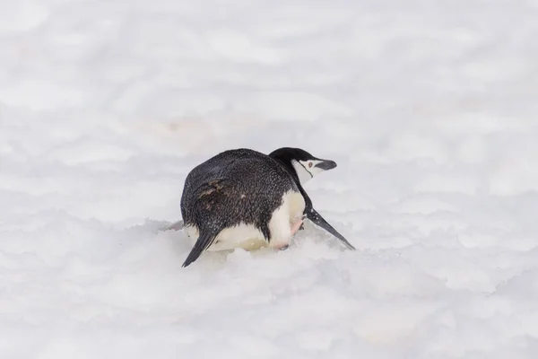 Kinnriemen Pinguin Kriecht Auf Schnee — Stockfoto