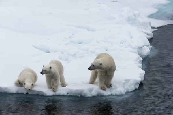 挪威斯瓦尔巴北极北部冰上的北极熊 Ursus Maritimus 母亲和双胞胎幼崽 — 图库照片