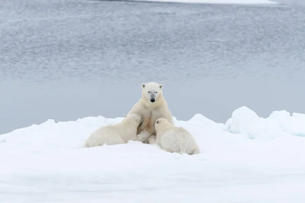 Eisbärenmutter Füttert Ihre Jungen Auf Dem Packeis Nördlich Von Spitzbergen — Stockfoto