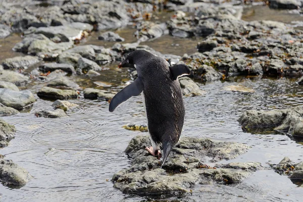 Gentoo Pingouin Sur Plage Antarctique — Photo