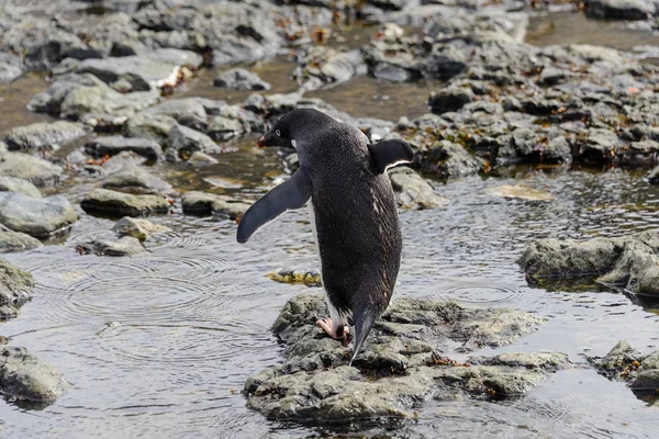 Ezelspinguïn Gaande Strand Antarctica — Stockfoto