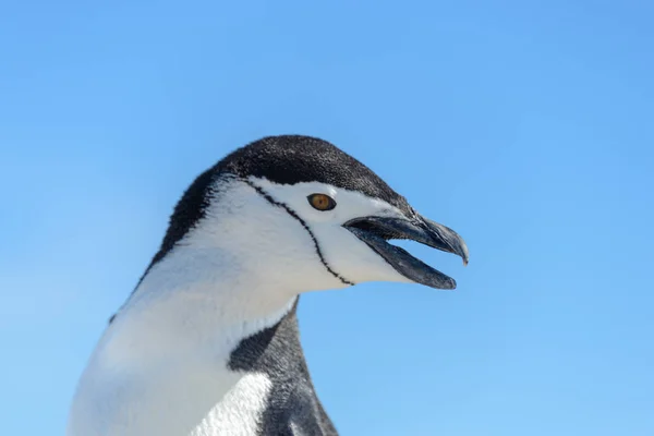 Chinstrap Pinguino Sulla Spiaggia Antartide Vicino — Foto Stock