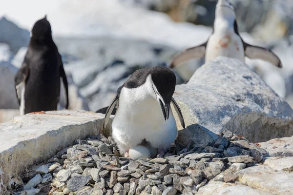 Pinguim Com Ovo Praia Antártida — Fotografia de Stock