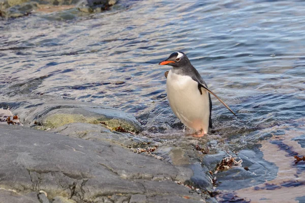 Gentoo Pingouin Dans Eau — Photo