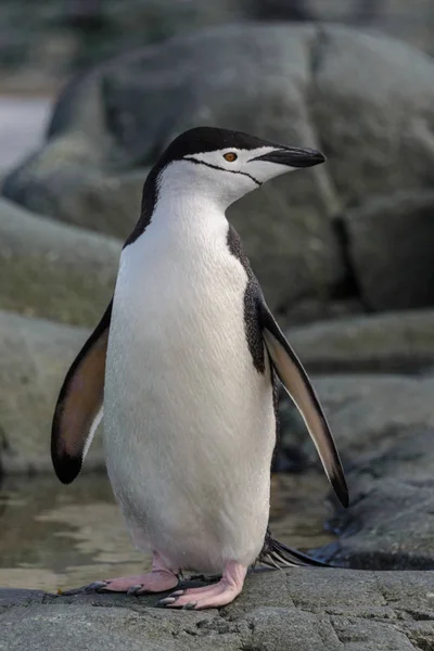 Chinstrap Pinguim Rocha Perto — Fotografia de Stock