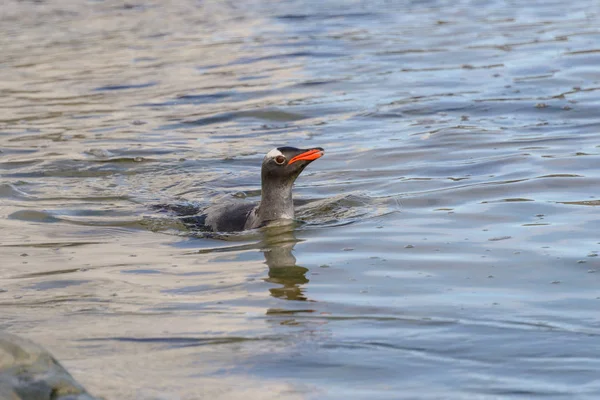 Gentoo Pinguin Schwimmt Wasser — Stockfoto