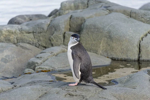 Chinstrap Pinguim Rocha Perto — Fotografia de Stock