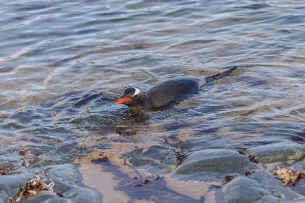 Gentoo Pingouin Nageant Dans Eau — Photo