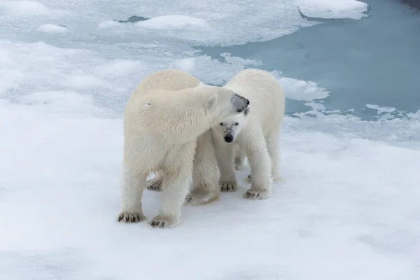 Jegesmedve Ursus Maritimus Anya Kölyök Jégtáblák Svalbard Sarkvidéki Norvégia Északi — Stock Fotó