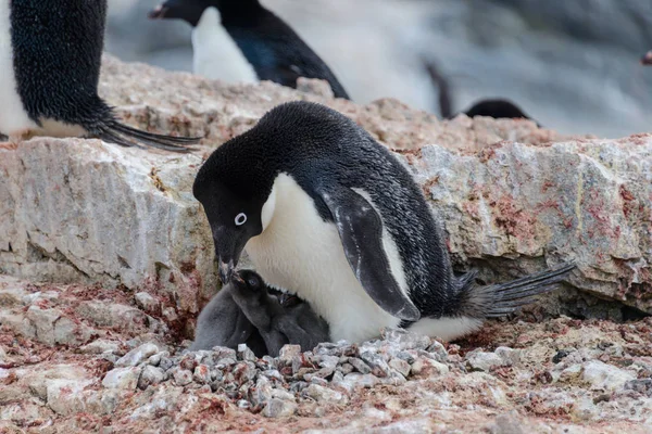 Pingouin Adélie Avec Des Poussins Dans Son Nid Antarctique — Photo