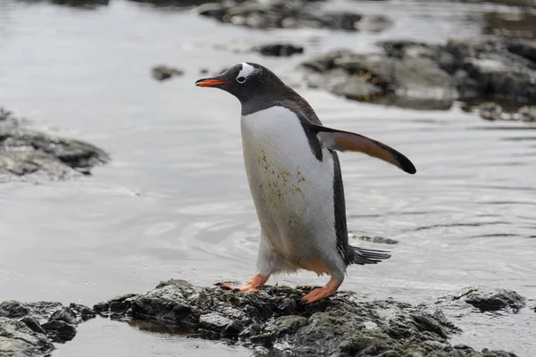 Pinguim Gentoo Indo Praia Antártida — Fotografia de Stock