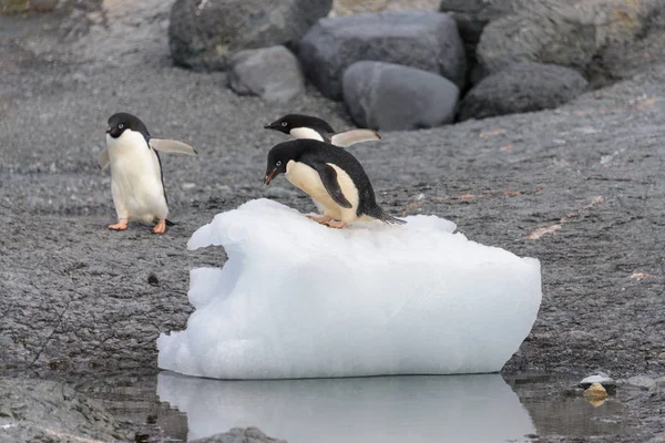 Pingüino Adelie Parado Sobre Hielo Antártida —  Fotos de Stock