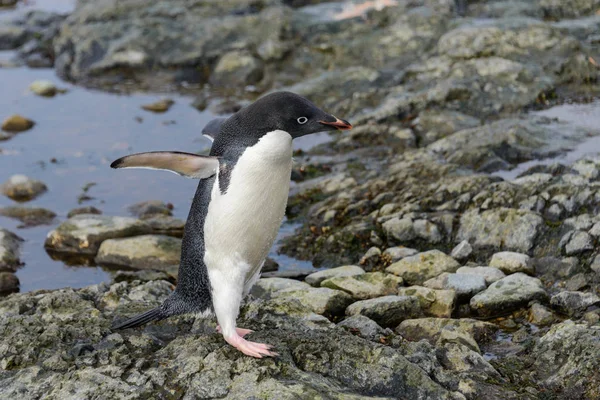 Adéliepinguïn Staande Strand Antarctica — Stockfoto