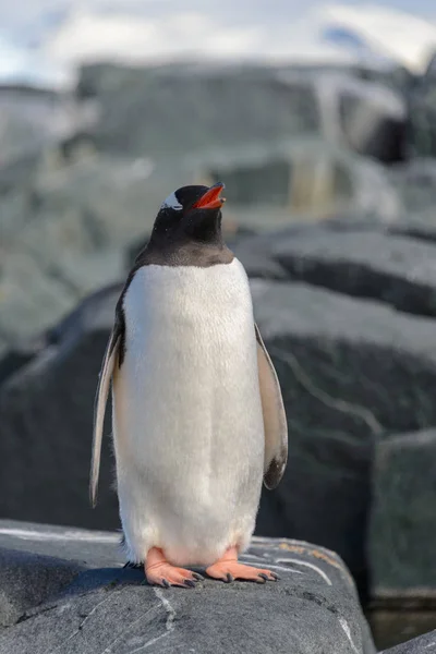 ジェンツー ペンギン南極大陸の岩の上 — ストック写真