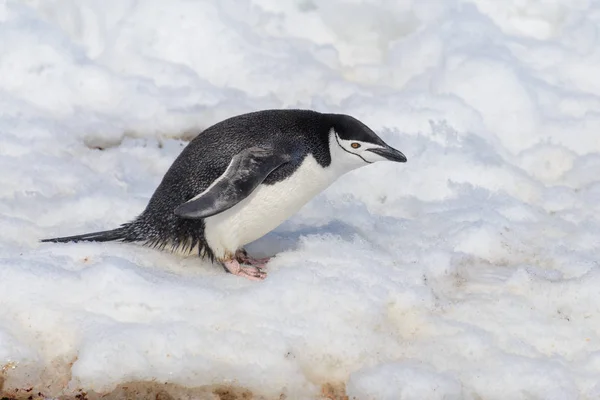 Pinguim Chinstrap Neve Antártida — Fotografia de Stock