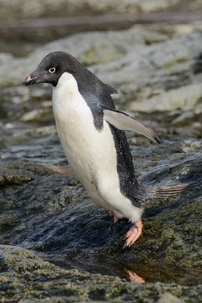 Pingüino Hábitat Natural —  Fotos de Stock