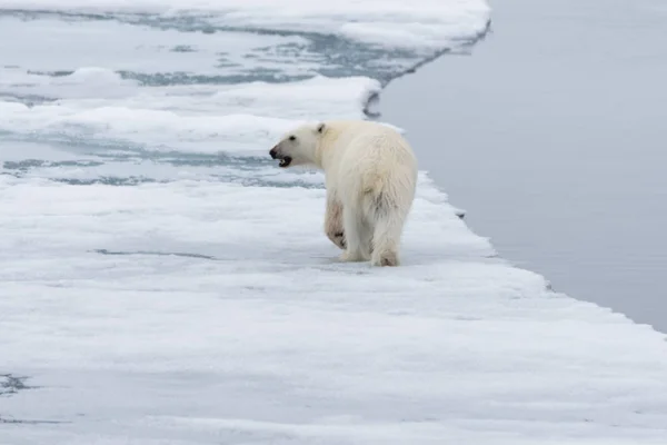北极熊 Ursus Maritimus 在斯瓦尔巴斯匹次卑尔根岛以北的冰上活动 — 图库照片