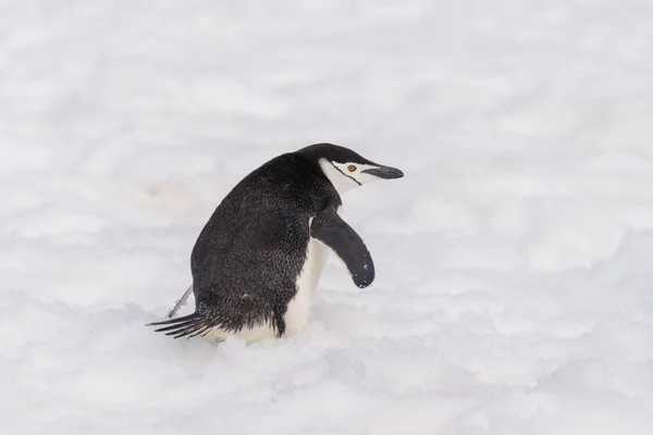 Chinstrap Pingüino Nieve Antártida —  Fotos de Stock