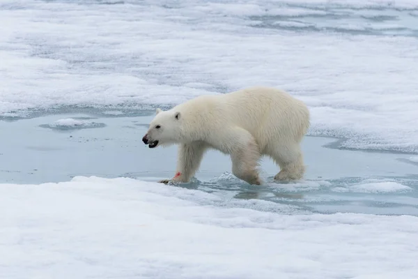 Urso Polar Ursus Maritimus Indo Gelo Pacote Norte Ilha Spitsbergen — Fotografia de Stock