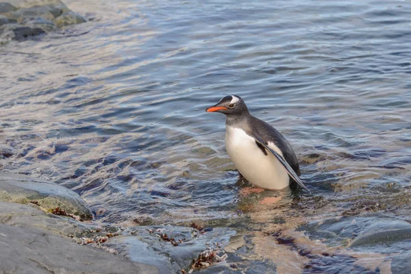 Gentoo Pingouin Dans Eau — Photo