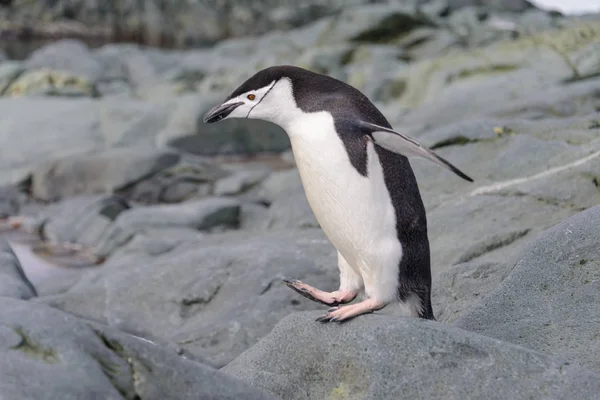 アゴヒゲ ペンギンの南極の雪の上 — ストック写真