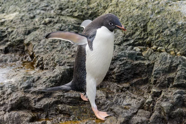 Pingüino Adelie Parado Playa Antártida — Foto de Stock