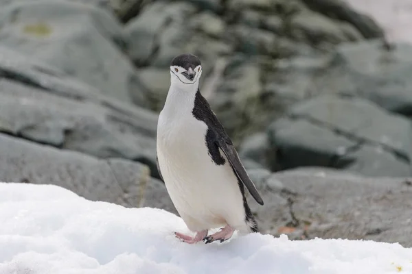 Pinguim Chinstrap Neve Antártida — Fotografia de Stock