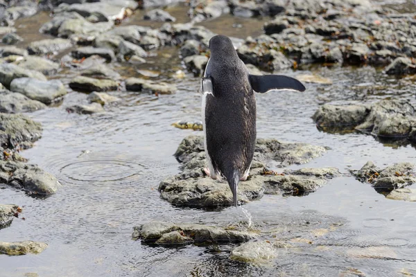 Pingüino Gentoo Playa Antártida —  Fotos de Stock