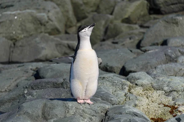 Pinguim Chinstrap Praia Antártida — Fotografia de Stock