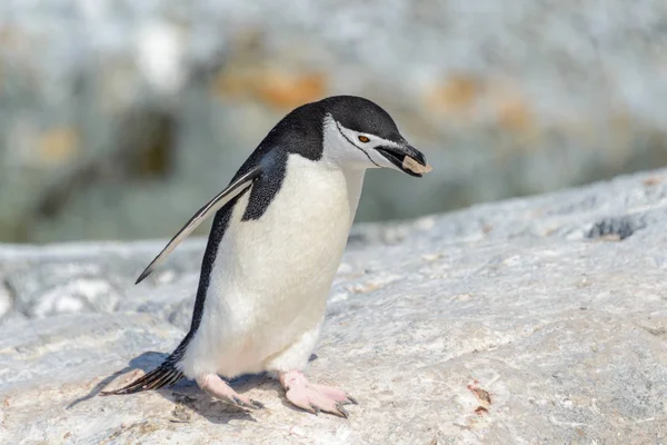 Παλιόσπιτο Πιγκουίνος Στην Παραλία Στην Ανταρκτική — Φωτογραφία Αρχείου