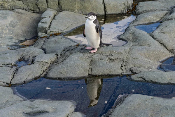 Pingouin Chinstrap Sur Roche Avec Réflexion Antarctique — Photo