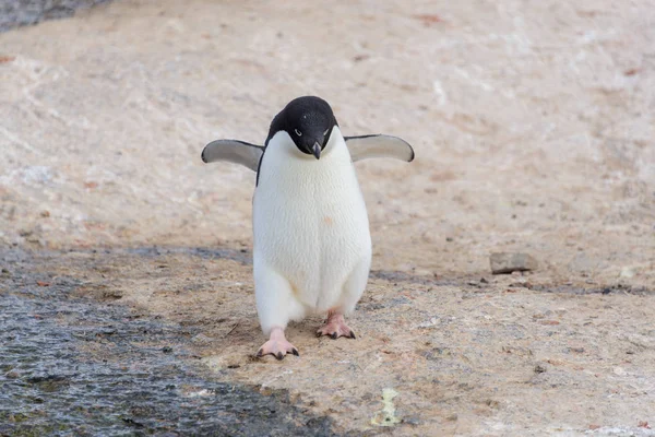 Pinguim Adelie Indo Para Praia Antártida — Fotografia de Stock